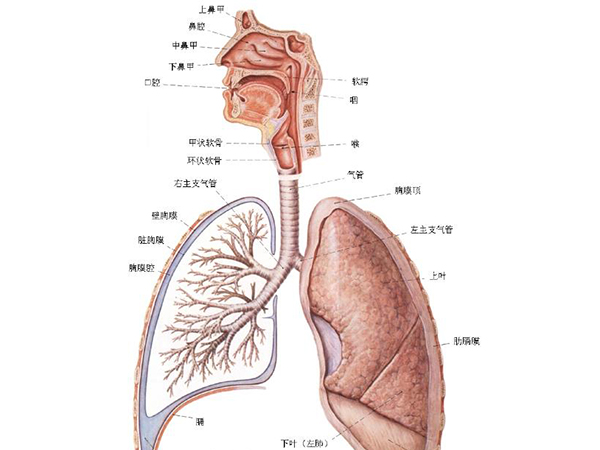 肺炎-呼吸训练器-基层肺功能-慢阻肺-哮喘-呼吸肌-排痰-肺功能检测仪-赛客-冬天-咳嗽